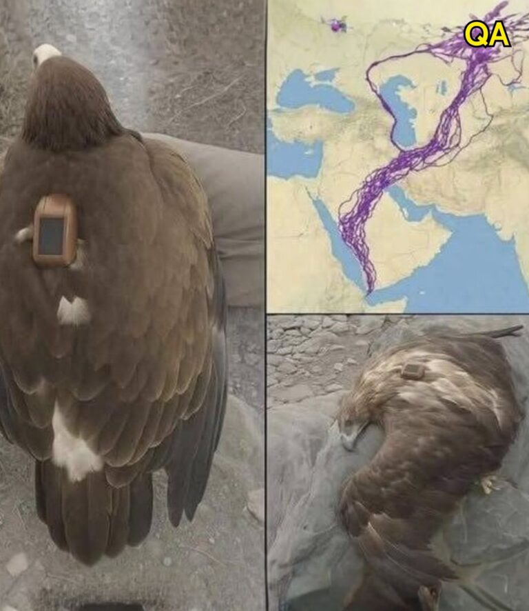 For 20 years, an eagle equipped with GPS puzzled scientists: reco… See more