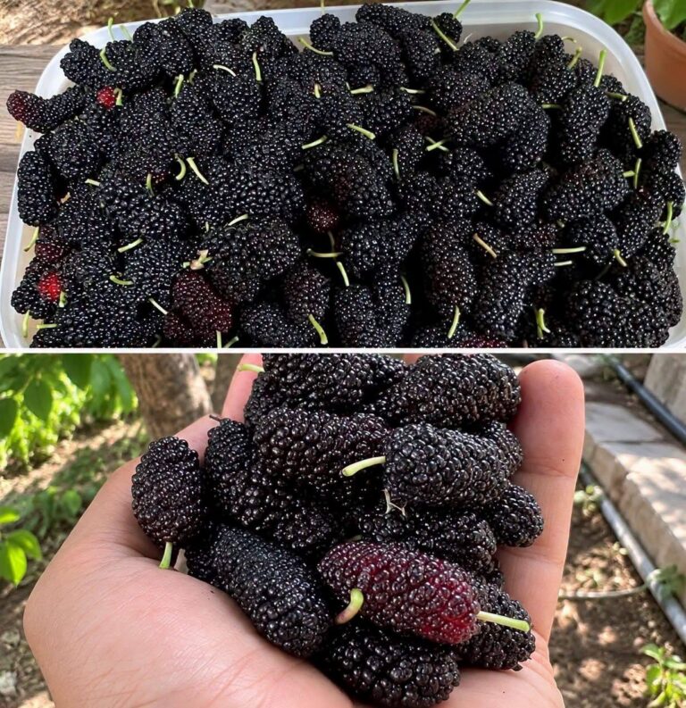 I Came Across This Seasonal Fruit And Had No Idea What It Was Called… See more