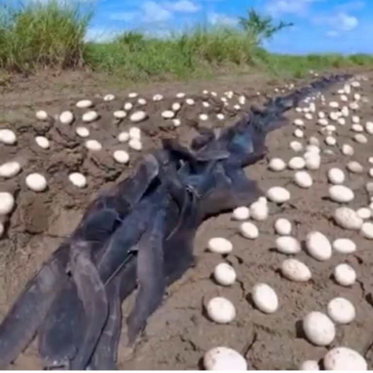 Farmer Discovers Hundreds of Unusual Eggs on His Property