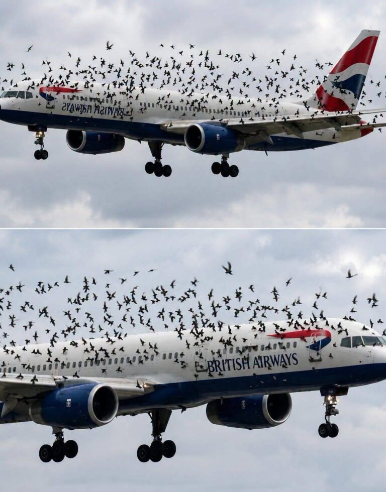 The Unbelievable Story Behind a Bird Strike Emergency Landing: What the Crew Found in Cargo