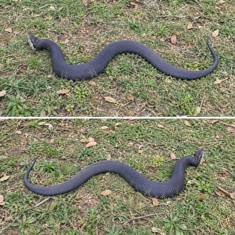 The “South” Surprise: What to Do When a Copperhead Ends Your Turkey Hunt