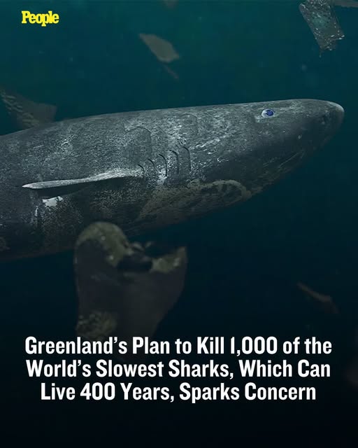 Greenland officials dropped a proposed shark bounty after the national government questioned whether it was legal. Fishers say Greenland sharks damage costly halibut gear while competing for cod and halibut catches. Click the link in the first comment for the full story