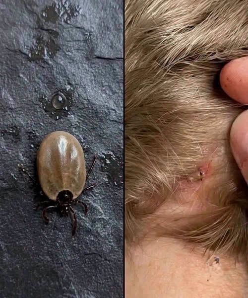 Does anyone know what kind of insect this is ?