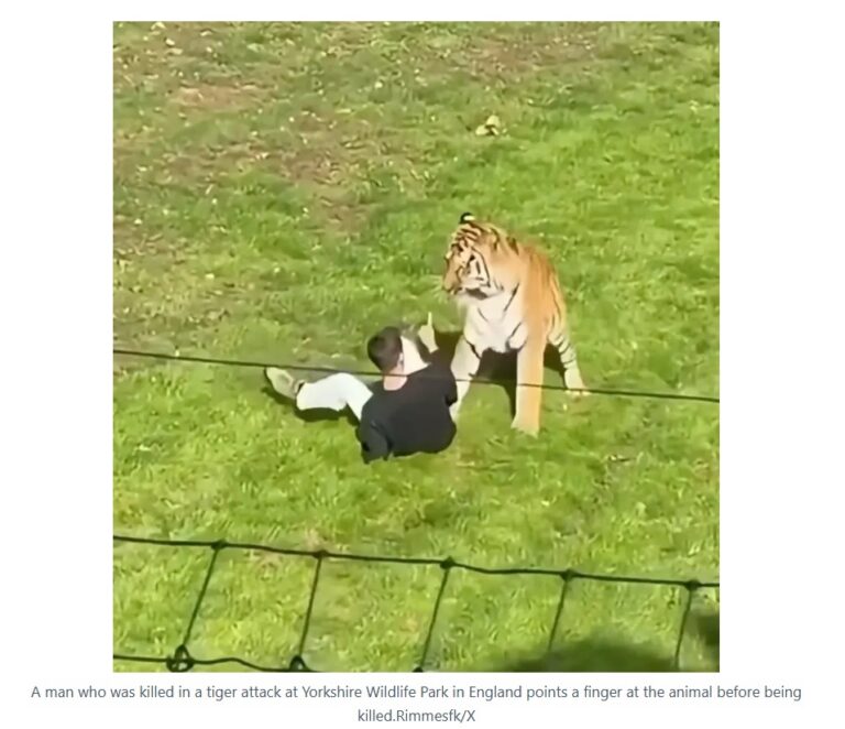 Man fatally mauled by tiger prayed, bowed down to big cat inside UK wildlife enclosure after stranger tried to pull him back
